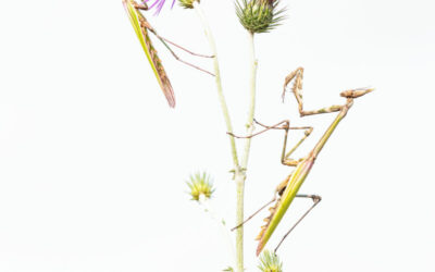 Exposition photos : « MANTODEA »