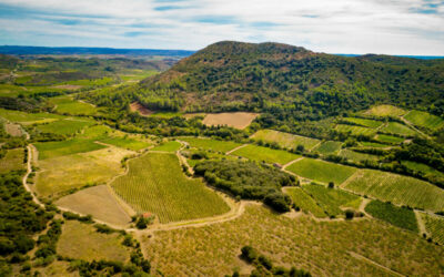 Pourquoi visiter la cave de l’Estabel lors de votre séjour dans l’Hérault ?